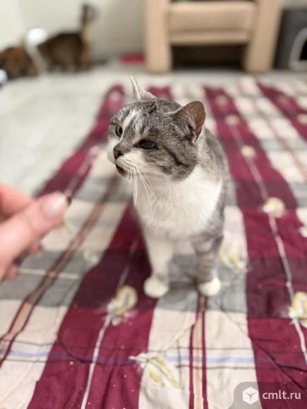 Молодая кошка в добрые руки. Фото 1.