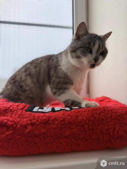 Молодая кошка в добрые руки. Фото 6.