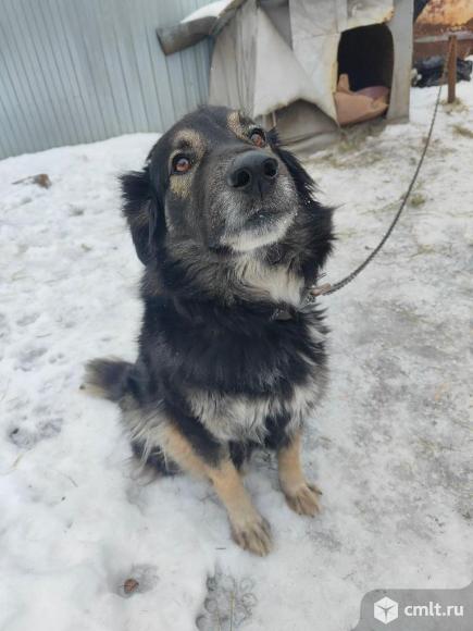 Собака замерзает на улице, срочно нужен дом. Фото 1.