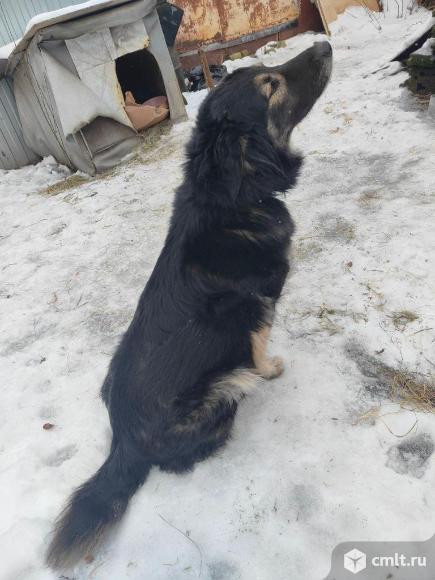 Собака замерзает на улице, срочно нужен дом. Фото 6.