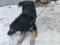 Собака замерзает на улице, срочно нужен дом. Фото 4.