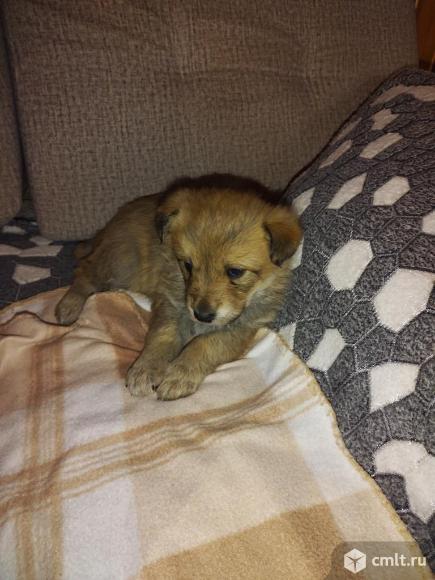 Отдам в добрые руки. Фото 1.