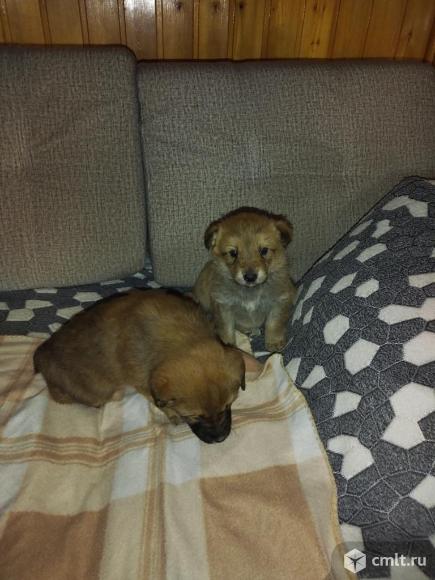 Отдам в добрые руки. Фото 4.