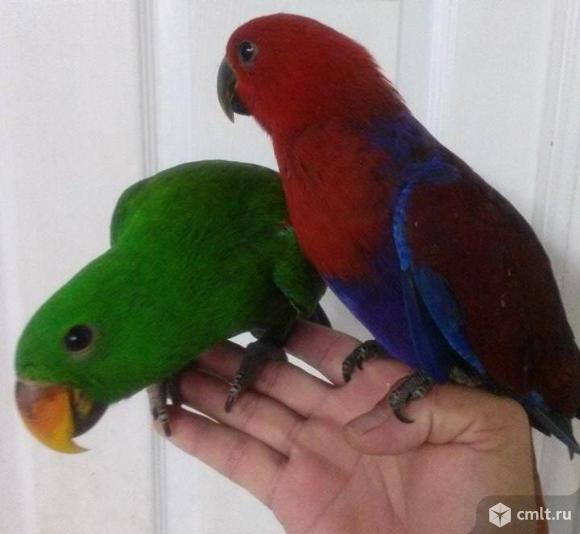 Эклектус или благородный попугай. Фото 1.