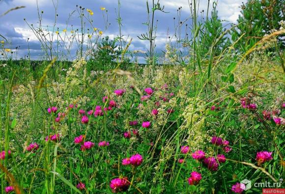 Семена газонных и кормовых трав.. Фото 1.