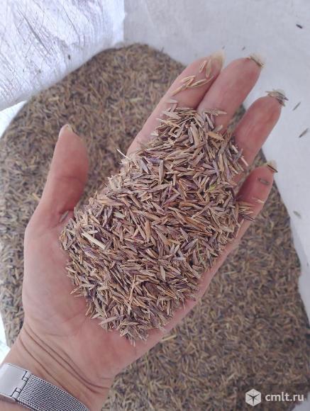 Семена газонных и кормовых трав.. Фото 3.