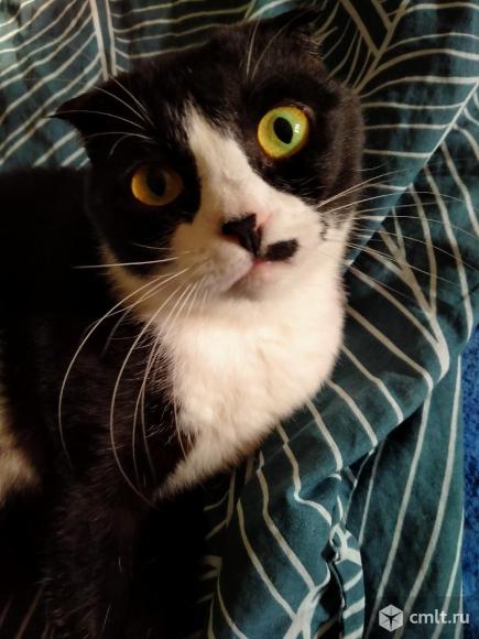 Молодая кошечка в добрые руки. Фото 1.