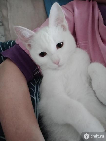 Забавная котёнка в добрые руки. Фото 1.