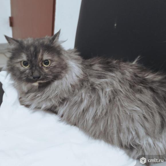 Годовалая кошка ищет дом. Фото 1.