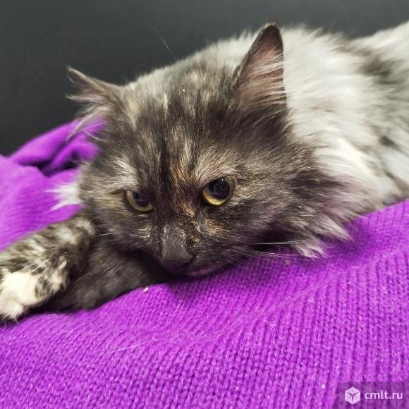 Годовалая кошка ищет дом. Фото 11.