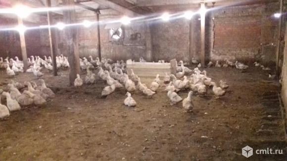 Мулард живым весом. Фото 1.