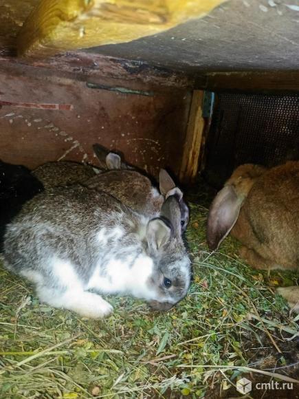 Кролики. Фото 1.