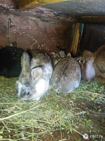Кролики. Фото 3.
