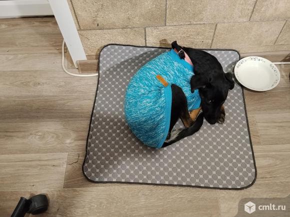 Молодая собачка в добрые руки. Фото 6.