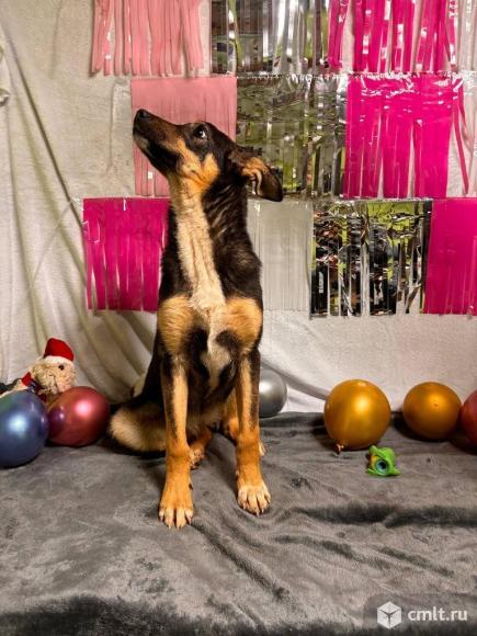 Собачка в добрые руки. Фото 1.