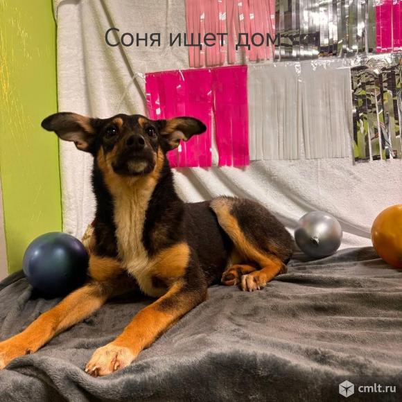 Собачка в добрые руки. Фото 3.