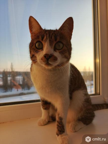 Кошка Мия в добрые руки. Фото 1.