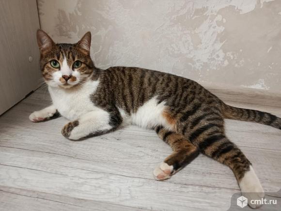 Кошка Мия в добрые руки. Фото 5.