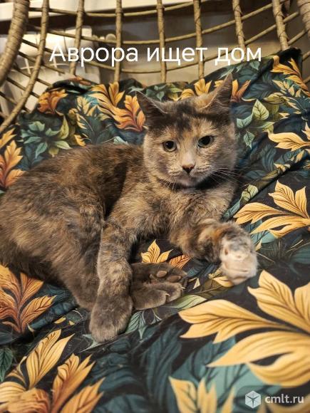 Кошка бесплатно в хорошие руки. Фото 1.