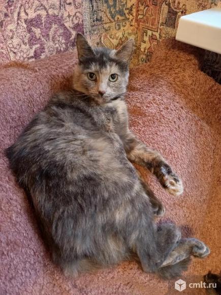 Кошка бесплатно в хорошие руки. Фото 5.