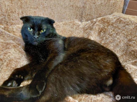 Взрослый  породистый  кот в добрые руки. Фото 1.