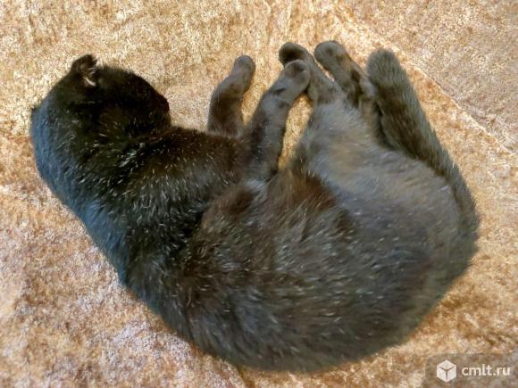 Взрослый  породистый  кот в добрые руки. Фото 5.