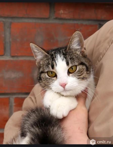 Кошечка в добрые руки. Около 6 месяцев.Стерелизована, обработана от глистов,и от блох.. Фото 6.