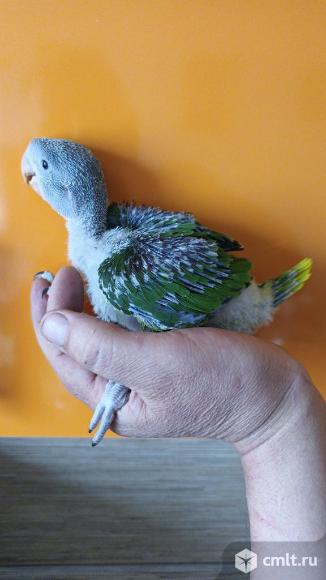 Александрийсие попугаи. Фото 1.