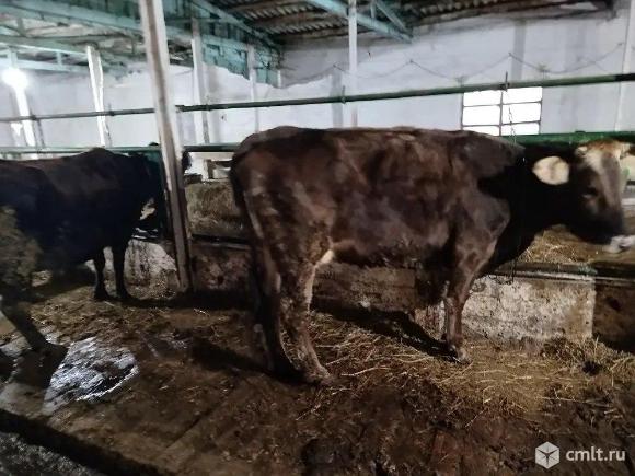 Продам коров. Фото 3.