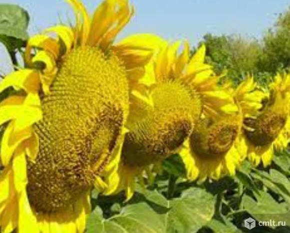 Семена гибрид подсолнечника Клип. Фото 1.