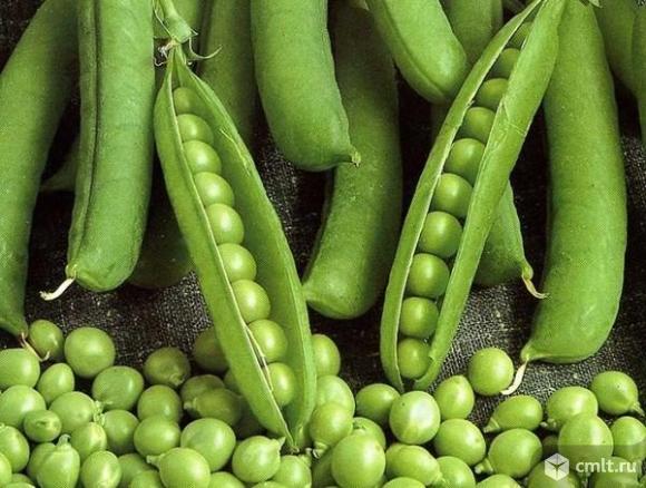 Семена гороха ярового Аксайский усатый 7 Усатый кормовой. Фото 1.