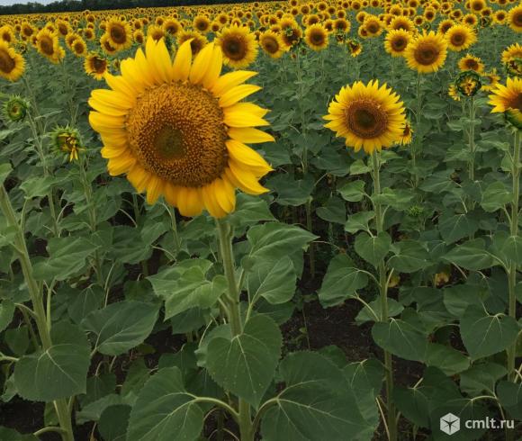 Семена подсолнечника сорт Казачий Скормас. Фото 1.