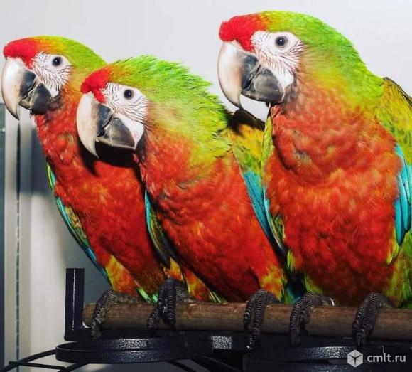Гибрид ара Шэмрок - птенцы. Фото 1.