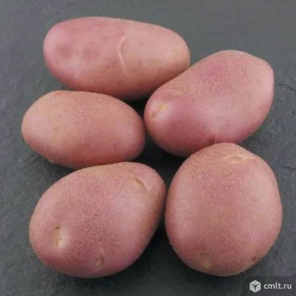 Оптовые поставки 3 красных сортов картофеля из Алтайского края. Фото 1.