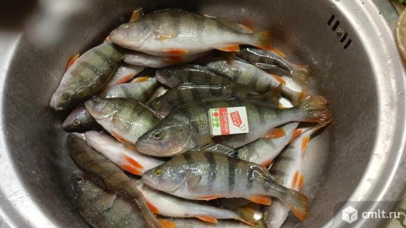 Мушки на окуня,плотву,подлещика. Фото 7.