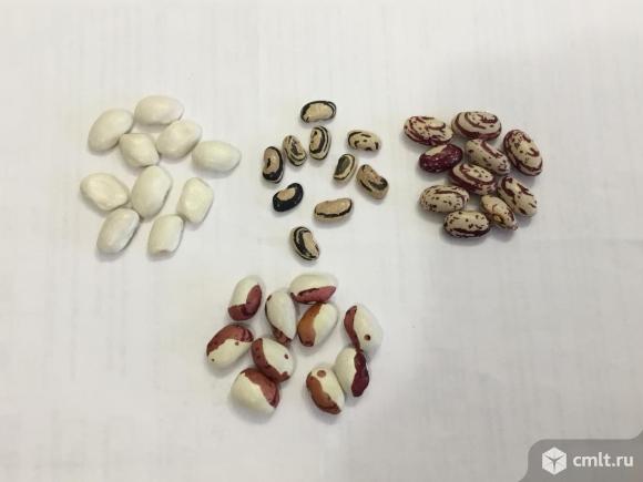 Семена: Фасоль, кабачки, патиссоны.. Фото 2.