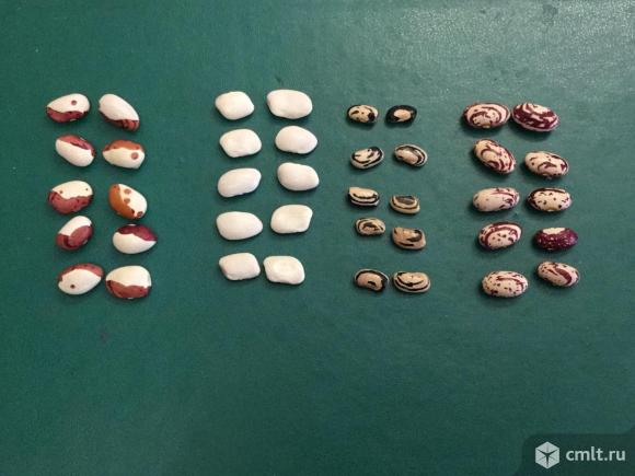 Семена: Фасоль, кабачки, патиссоны.. Фото 1.