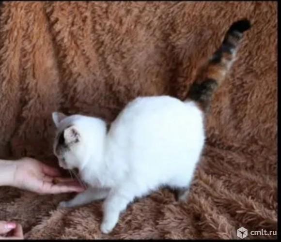 Кошечка в добрые руки. Фото 5.