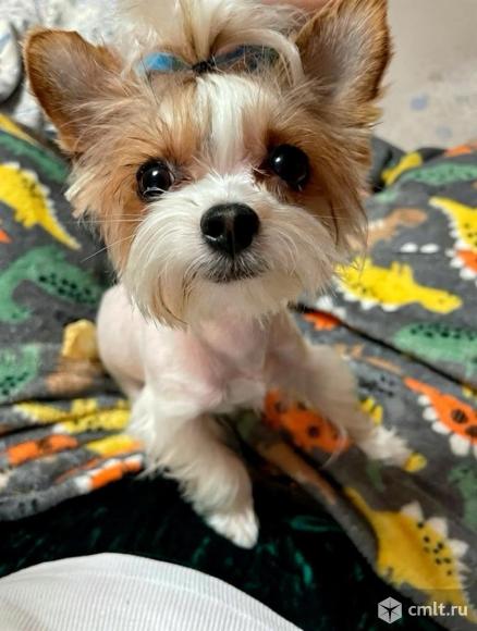 Передержка животных. Фото 1.