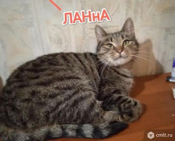 Кошечки в добрые руки.. Фото 1.