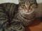 Кошечки в добрые руки.. Фото 2.