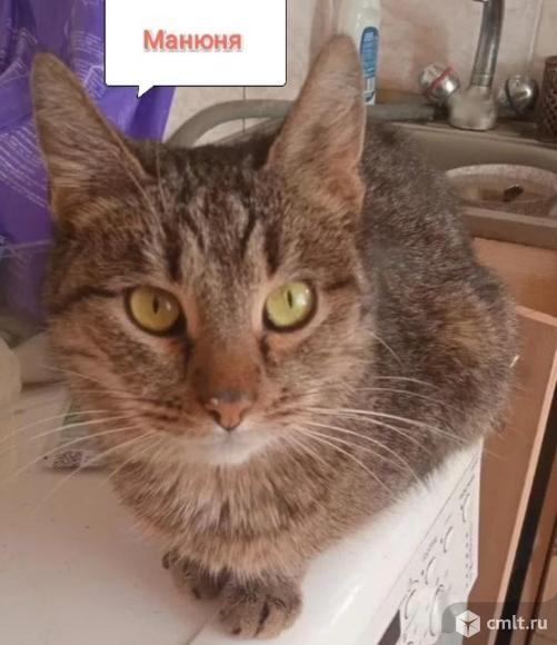 Кошечки в добрые руки.. Фото 7.