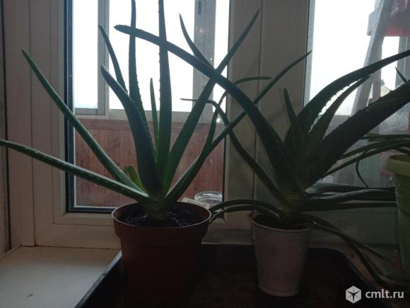 Отростки алое, столетник. Фото 1.