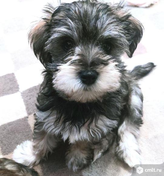 Морки щенки. Фото 3.