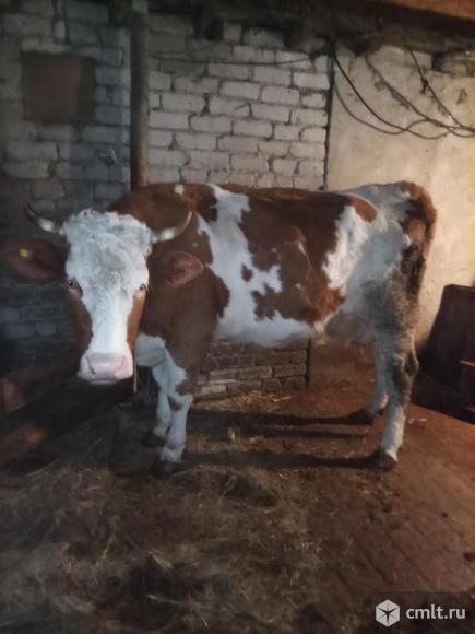 Корова. Фото 1.