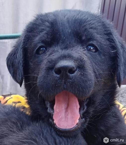 Щенки лабрадора. Фото 1.