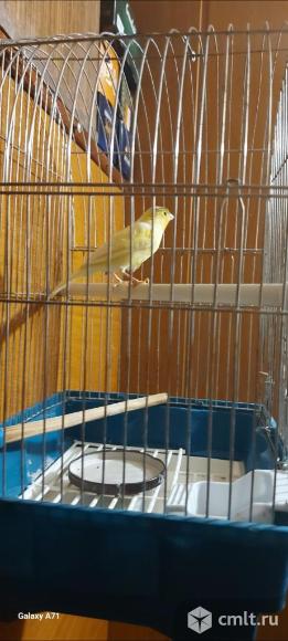 Кенар. Фото 1.