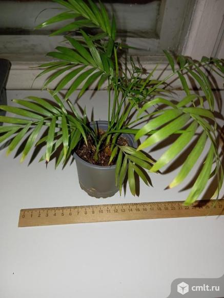 Цветы комнатные. Фото 10.