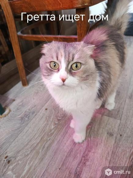 Кошка Гретта в добрые руки. Фото 1.