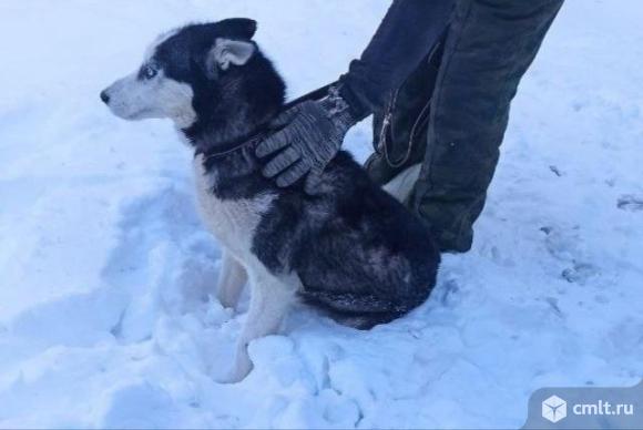 Собака Веда в добрые руки. Фото 1.